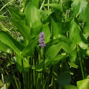 pontederia cordata pink pons