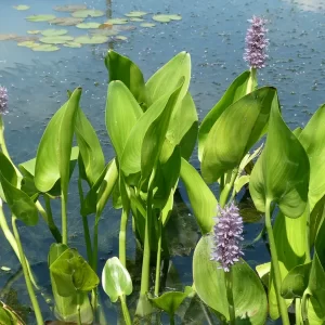 pontederia cordata pink pons