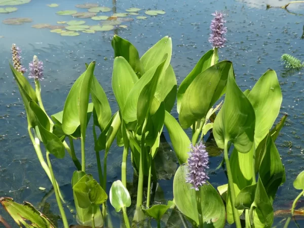 pontederia cordata pink pons