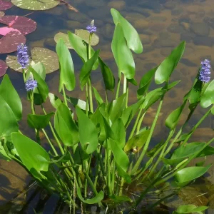 pontederia cordata pontédérie cordée