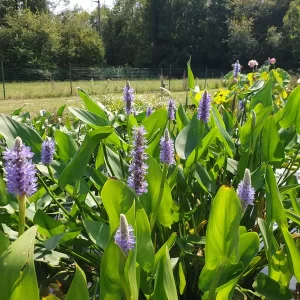 pontederia cordata pontédérie cordée