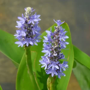pontederia cordata pontédérie cordée