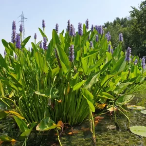 pontederia cordata pontédérie cordée