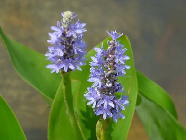 pontederia cordata pontédérie cordée
