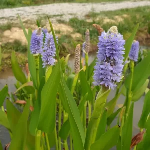 pontederia dilatata