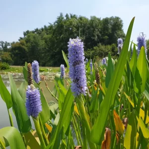 pontederia dilatata