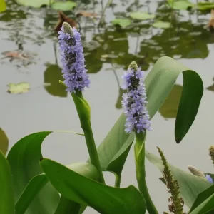 pontederia dilatata