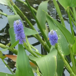 pontederia lanceolata pontédérie lancéolée
