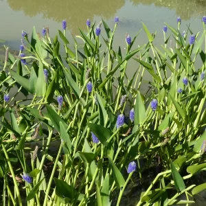 pontederia lanceolata pontédérie lancéolée