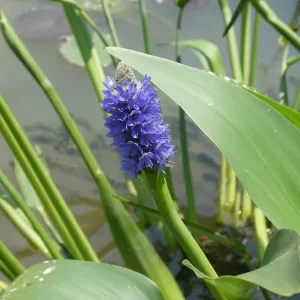 pontederia lanceolata pontédérie lancéolée