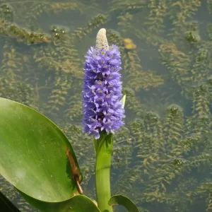pontederia lanceolata pontédérie lancéolée