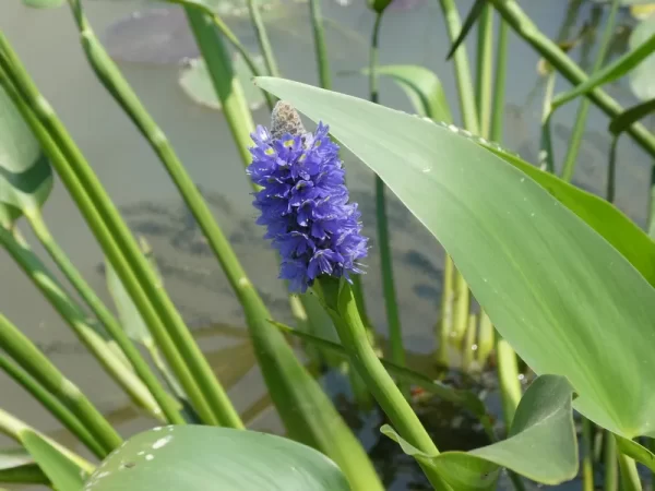 pontederia lanceolata pontédérie lancéolée