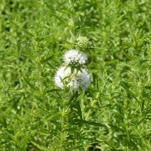 preslia cervina alba menthe blanche des cerfs
