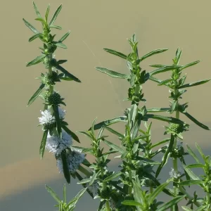 preslia cervina alba menthe blanche des cerfs