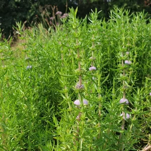 preslia cervina menthe des cerfs