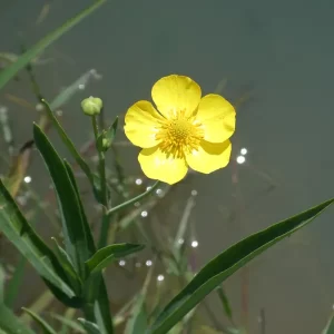 ranunculus lingua renoncule langue grande douve