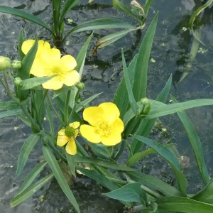 ranunculus lingua renoncule langue grande douve