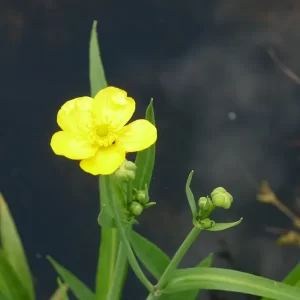 ranunculus lingua renoncule langue grande douve