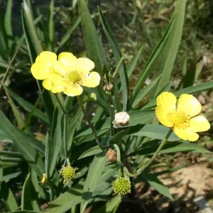 ranunculus lingua renoncule langue grande douve