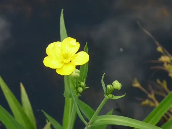 ranunculus lingua renoncule langue grande douve