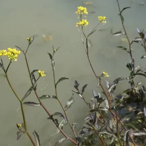 rorippa amphibia cresson amphibie
