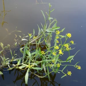 rorippa amphibia cresson amphibie