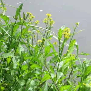 rorippa amphibia cresson amphibie