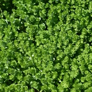 rotala rotundifolia rotala à feuilles rondes