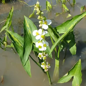 sagittaria australis
