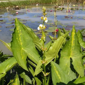 sagittaria australis