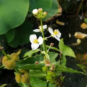 sagittaria australis