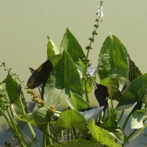 sagittaria australis benni