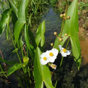 sagittaria japonica