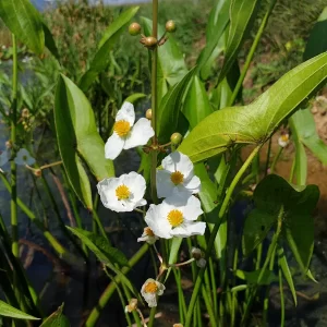 sagittaria japonica