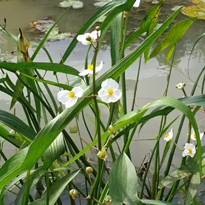 sagittaria japonica