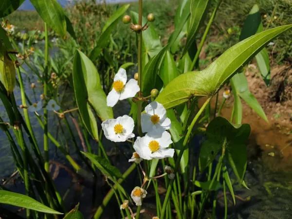 sagittaria japonica