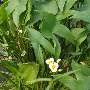 sagittaria montevidensis