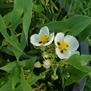 sagittaria montevidensis