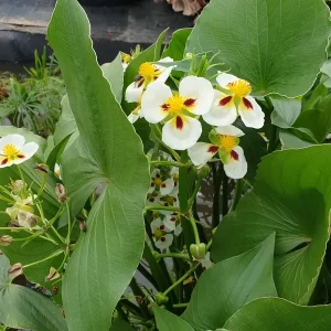 sagittaria montevidensis
