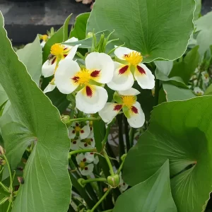 sagittaria montevidensis