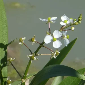 sagittaria platyphylla