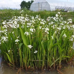 sagittaria platyphylla