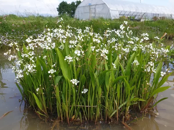 sagittaria platyphylla