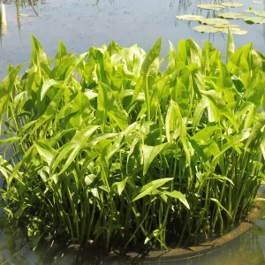 sagittaria sagittifolia sagittaire à feuilles en flèche