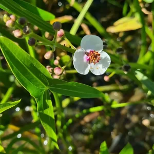 sagittaria sagittifolia sagittaire à feuilles en flèche