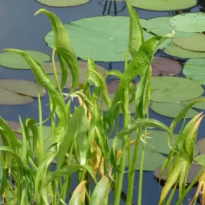 sagittaria sagittifolia sagittaire à feuilles en flèche