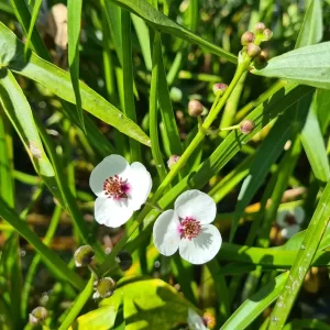 sagittaria sagittifolia sagittaire à feuilles en flèche