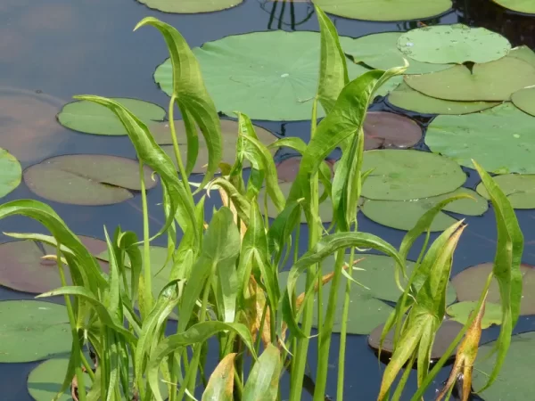 sagittaria sagittifolia sagittaire à feuilles en flèche
