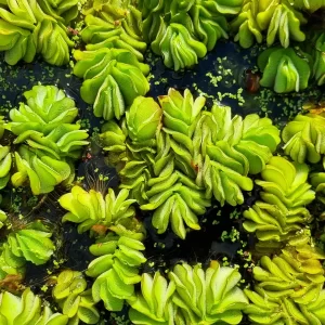 salvinia auriculata salvinie auriculée