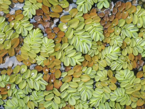 salvinia auriculata salvinie auriculée